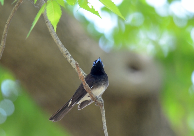 サンコウチョウ2016-05-05 048 (640x448)