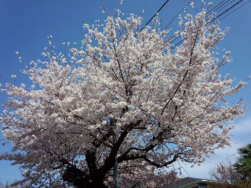 豊かな桜の木