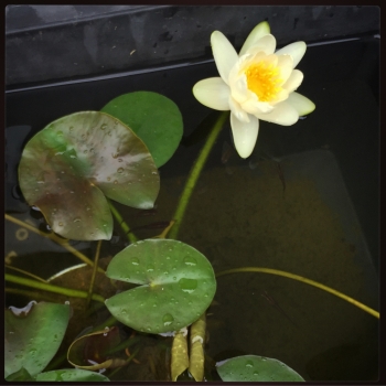 Photo 7-6-28 H, 08 05 55