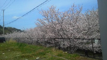 SC裏の桜（８日）ｂ