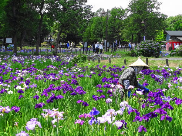水元公園菖蒲祭り しょうぶ カキツバタ アヤメが咲き誇る水郷の景色 散歩風景 東京近郊の散策記