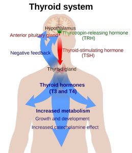 2000px-Thyroid_system_svg.png
