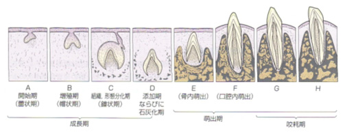 歯胚