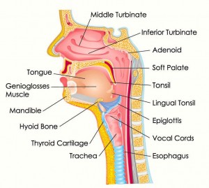 Tonsils-throat-anatomy-300x269.jpg
