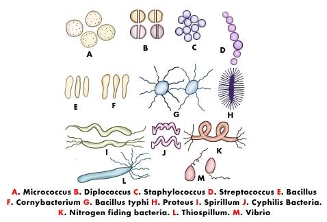 bacteria-types.jpg
