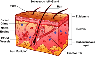 skin-structure.gif