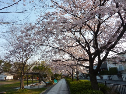 貝ケ森中央公園の桜160409