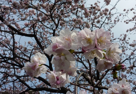仙台の桜aa