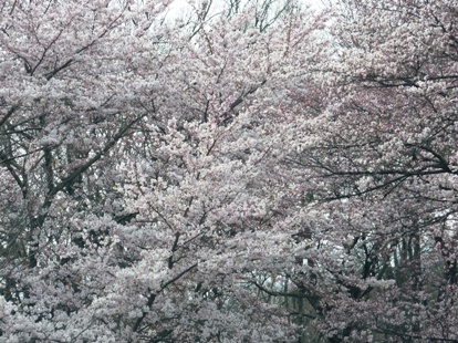 仙台の桜160408