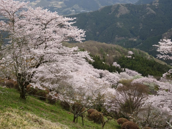 桜山でお花見タイム