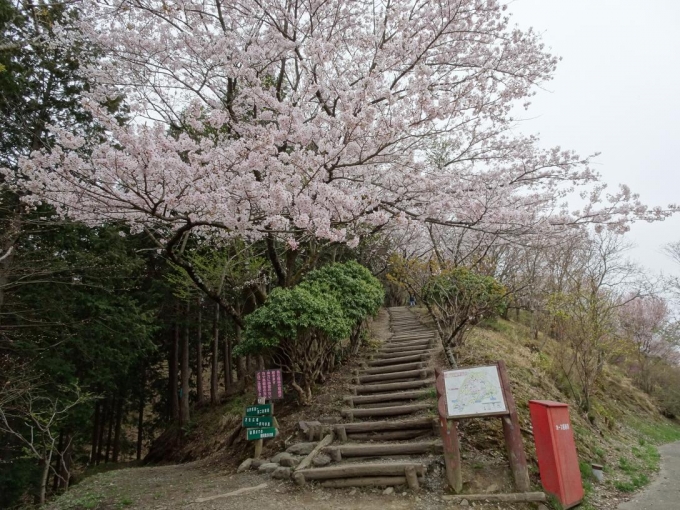 桜山山頂への階段