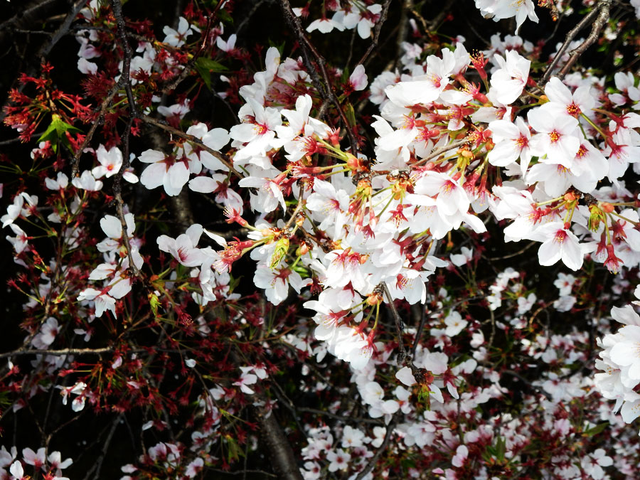 変容の桜