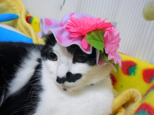 くぅお花帽子寝床