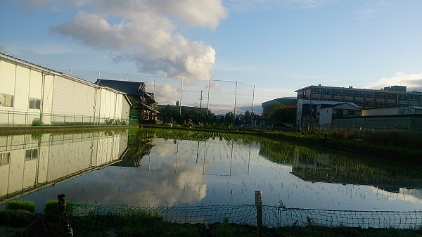 朝田んぼ