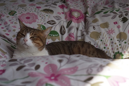 アタシは猫の大富豪。あっちにもこっちにも寝床有り～♪