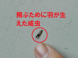 termite1 (2)
