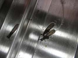 ヤマトシロアリ翅蟻