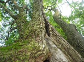 楠木のイエシロアリ