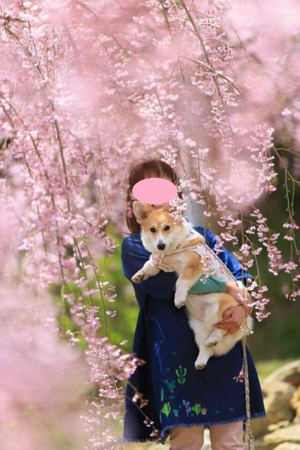 しだれ桜の下、抱っこ２