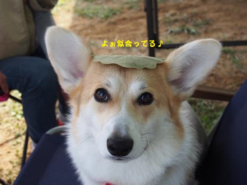 芹ちゃんと葉っぱ