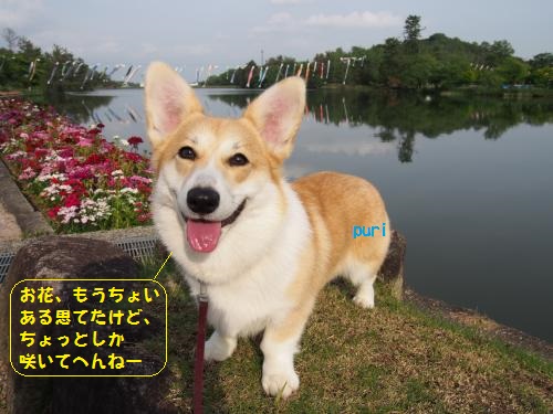 フラワーセンターお散歩