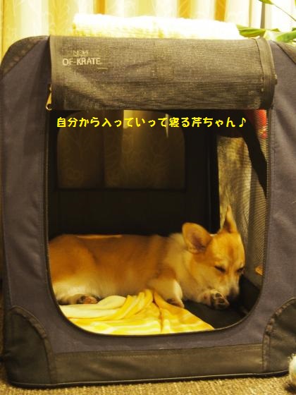 ソフクレートで寝んね