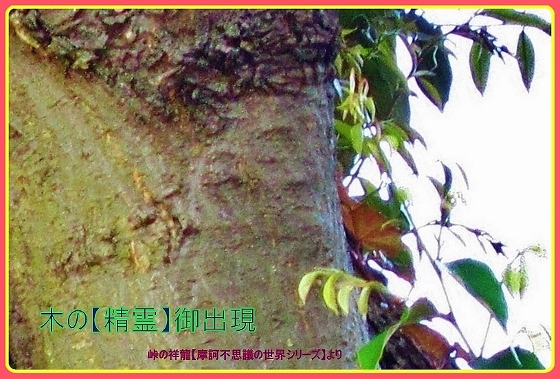 ❁『大田区保護樹木』に【木の精霊】御出現❣