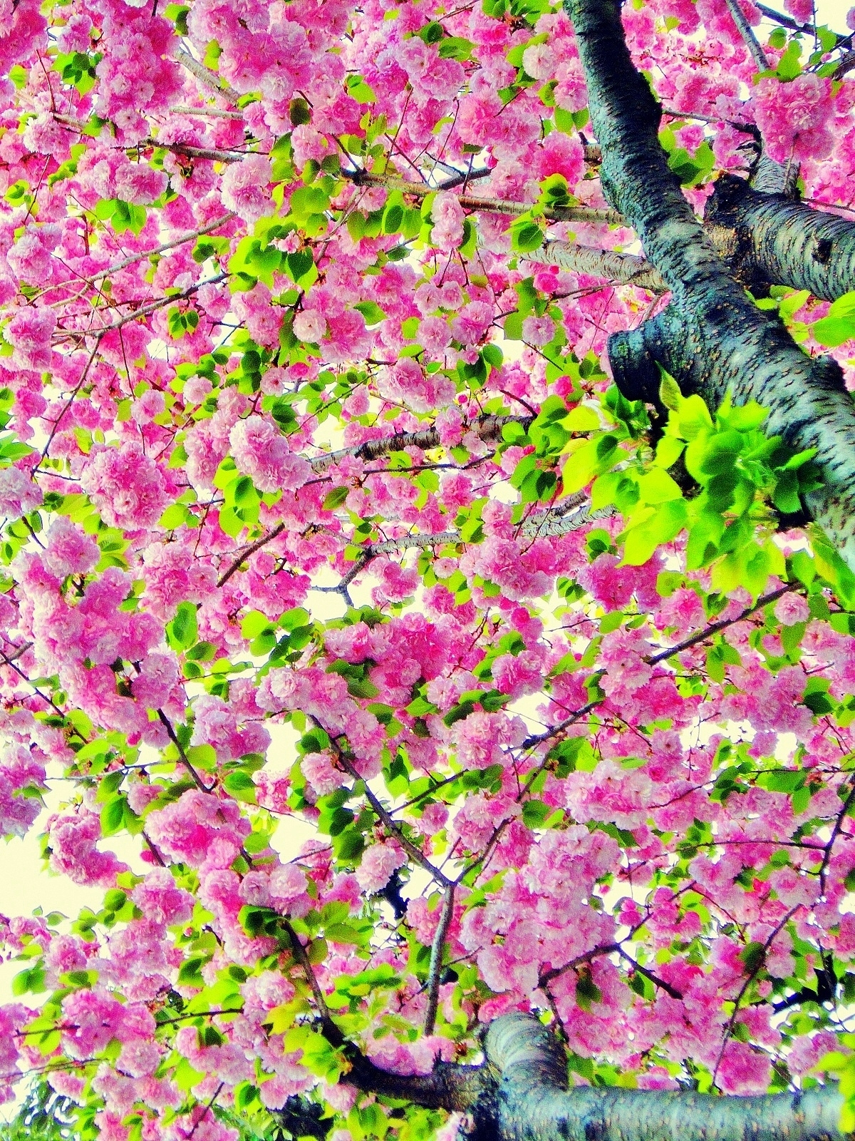 ❁《相生坂》に咲く『八重桜』