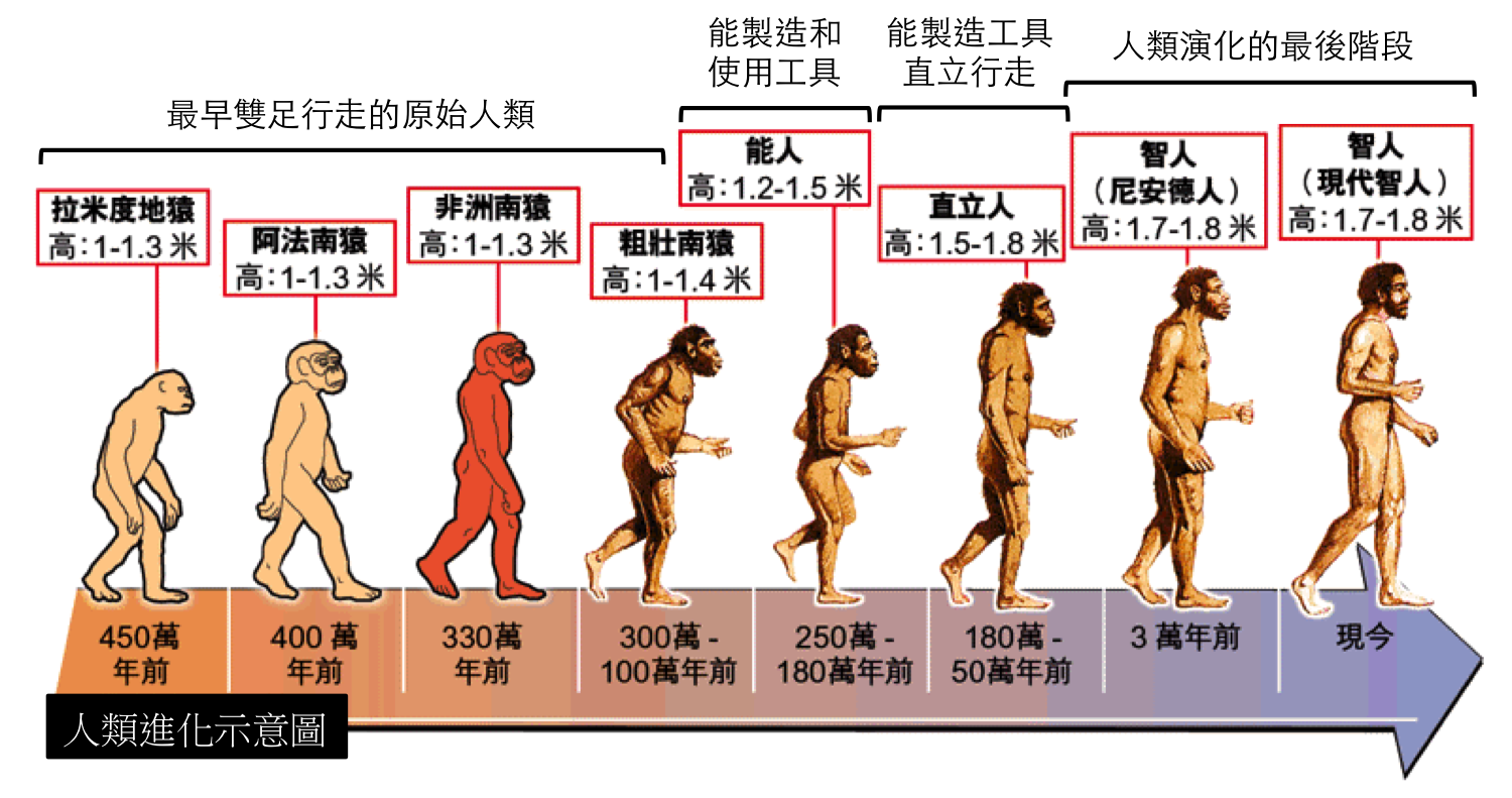 human_evolution.png