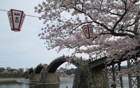 桜　錦帯橋