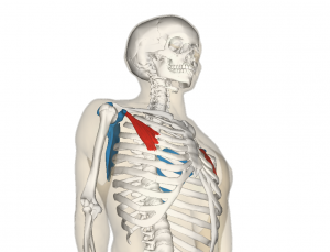 Pectoralis_minor_muscle_and_shoulder_blade.png