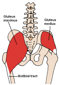 Posterior_Hip_Muscles_3.png