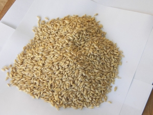 barley-seeds-524679_960_720.jpg