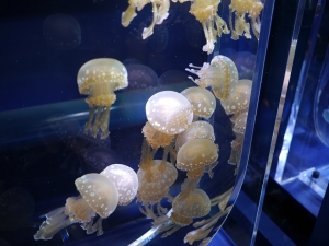 jellyfish-1401507_960_720.jpg
