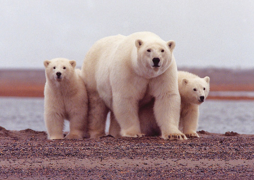 polar-bear-674001_960_720.jpg