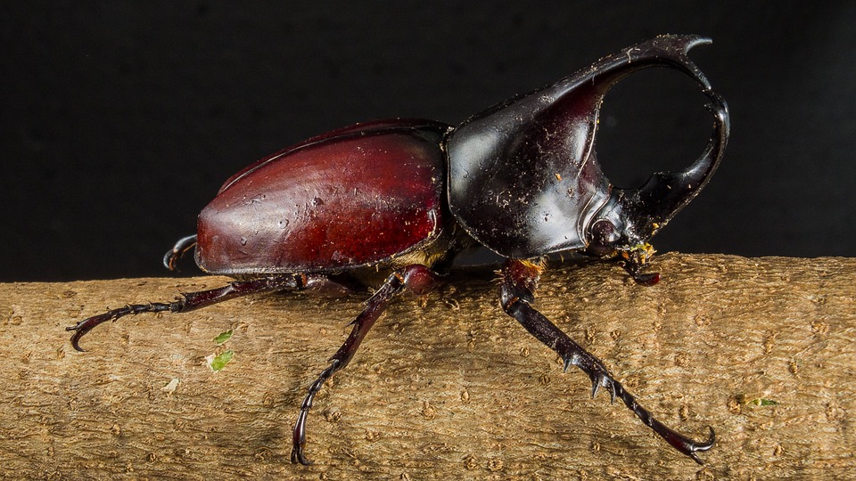 tropical-beetles-195899_960_720.jpg