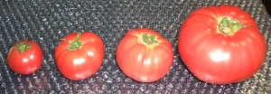 トマト1