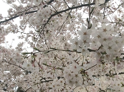 桜のお祝い