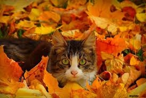 秋のネコ