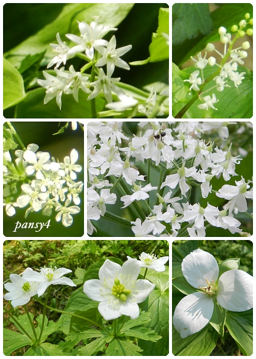 白い花a