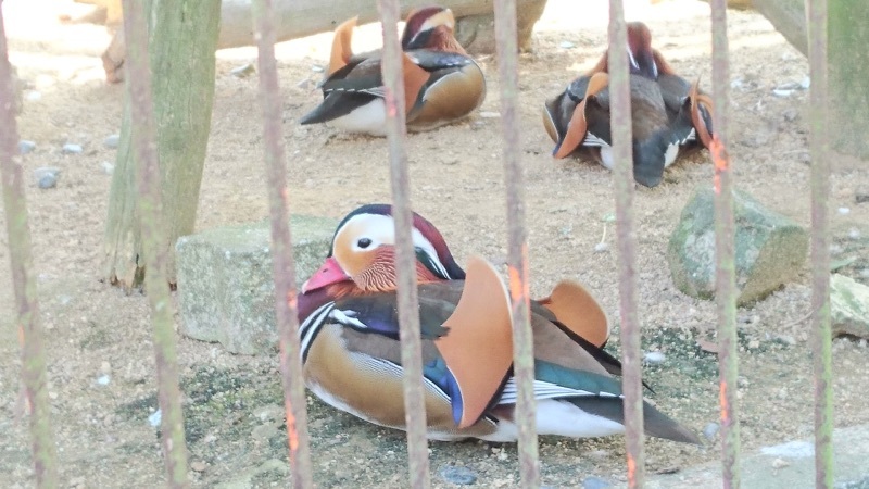 保護鳥獣舎にいる、綺麗な模様のオシドリさんの群れ✨😌✨