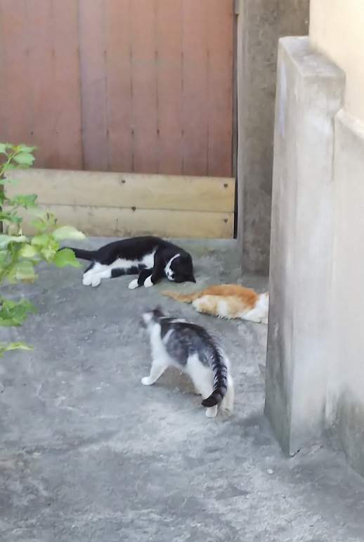 香川猫島12