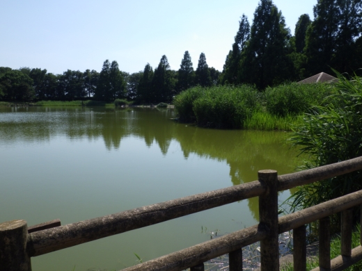 松伏総合公園 (10)