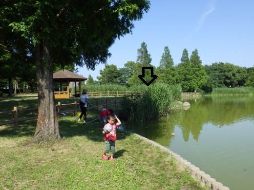 松伏の池 (4)