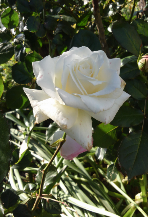 白いバラには品がある つるバラ パスカリ 黒犬クロと田舎に咲く花