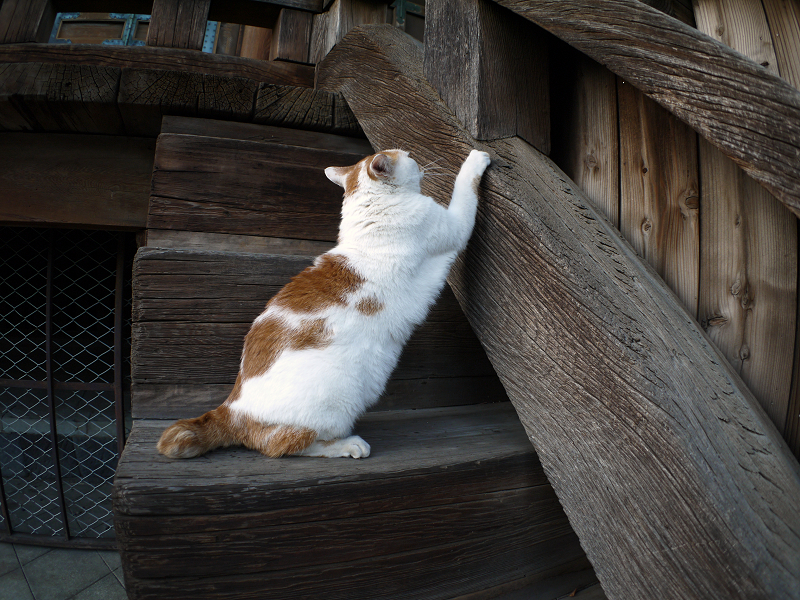 階段の端の茶白猫1