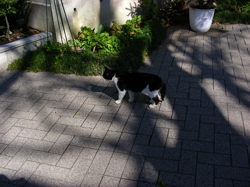 木漏れ日と黒白猫1