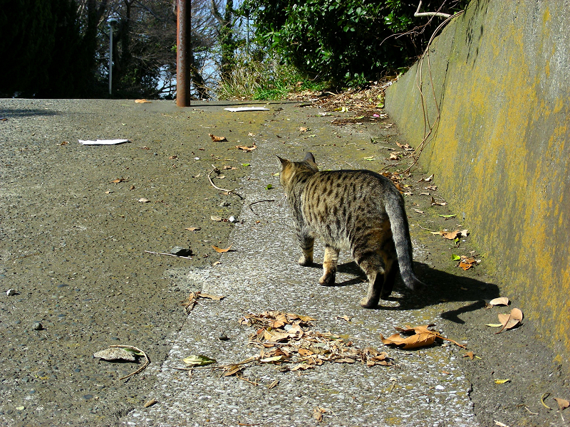 スロープを歩くキジトラ猫1