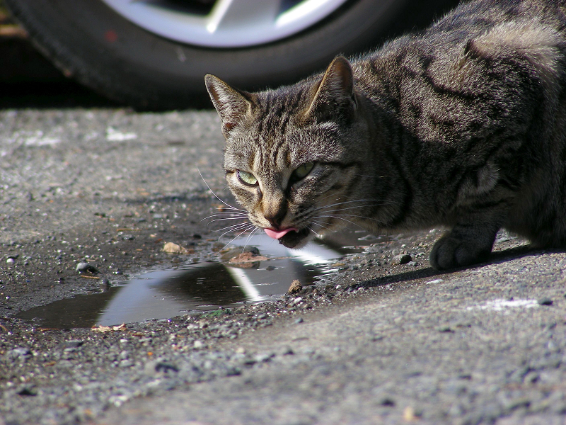 水を飲んでるキジトラ猫3