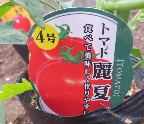 tomato4.jpg